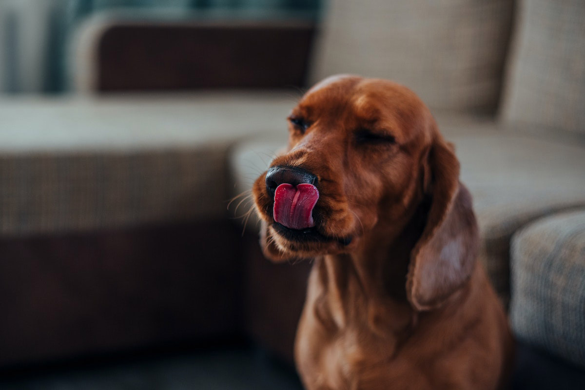 Why Does My Dog Lick the Couch? Understanding Your Dog’s Licking Behavior